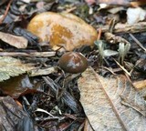Psilocybe baeocystis image