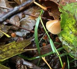 Psilocybe pelliculosa image