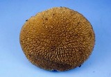Lycoperdon americanum image