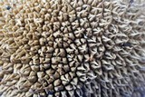 Lycoperdon americanum image