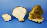 Lycoperdon americanum image