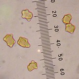 Inocybe suaveolens image