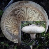 Paxillus involutus image