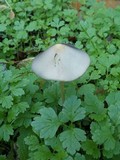 Parasola conopilea image