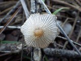 Coprinellus xanthothrix image