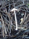 Coprinellus xanthothrix image