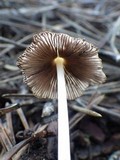 Coprinellus xanthothrix image