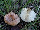 Lactarius chrysorrheus image