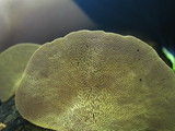 Lenzites elegans image