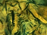 Cupreoboletus poikilochromus image
