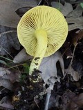 Tricholoma sulphureum image