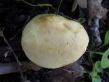 Tricholoma sulphureum image