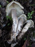 Tricholoma saponaceum image