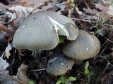 Tricholoma saponaceum image