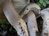 Tricholoma saponaceum image