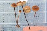 Marasmius siccus image