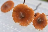 Marasmius siccus image