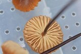 Marasmius siccus image