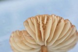 Marasmius siccus image