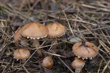 Pholiota terrestris image