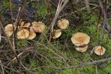 Pholiota spumosa image