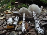 Amanita simulans image