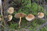 Pholiota spumosa image