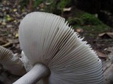 Amanita simulans image