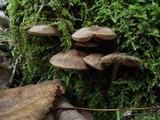 Pluteus thomsonii image