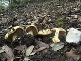Cortinarius quercilicis image