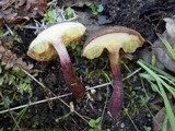 Boletus rubellus image