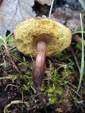 Boletus rubellus image