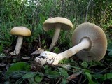 Amanita crocea image