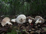 Hygrophorus penarioides image