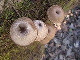 Arrhenia epichysium image