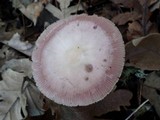 Mycena rosea image