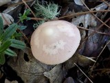 Mycena rosea image