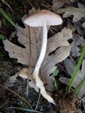 Mycena rosea image