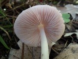 Mycena rosea image