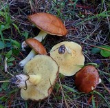 Suillus brevipes image