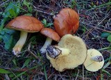 Suillus brevipes image