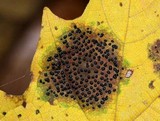 Rhytisma punctatum image