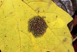 Rhytisma punctatum image