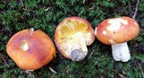 Russula aurea image
