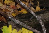 Peniophora albobadia image