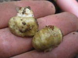 Cortinarius pinguis image