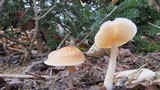 Rhodocollybia butyracea image
