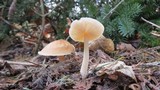 Rhodocollybia butyracea image