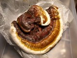Ganoderma tuberculosum image