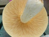 Hypsizygus ulmarius image